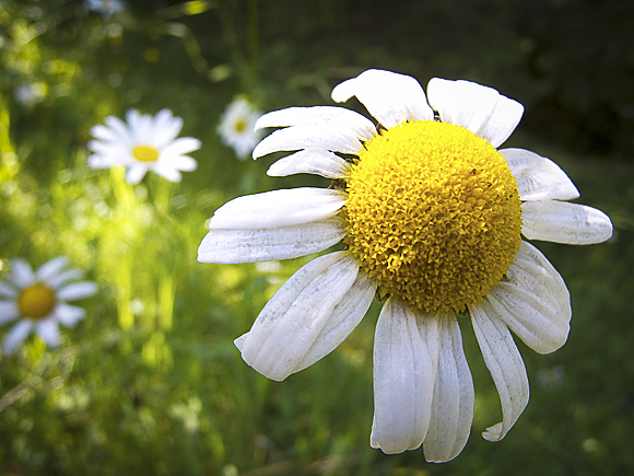 Flower