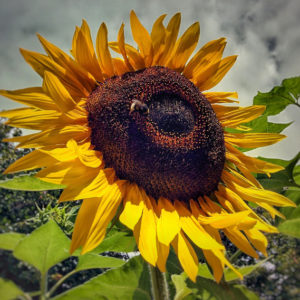 Sunflower BB Costiera dei Cech