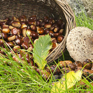 Castagne in Valtellina