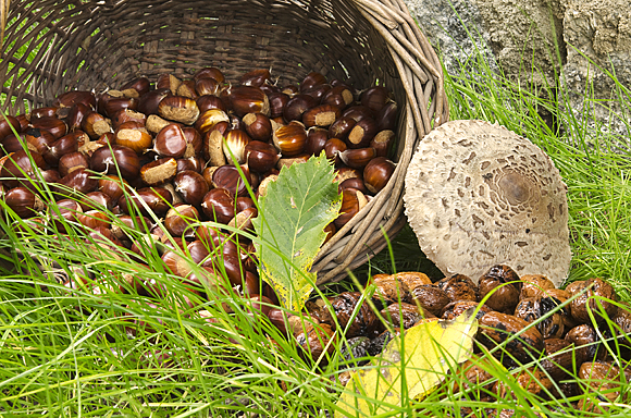 Castagne in Valtellina