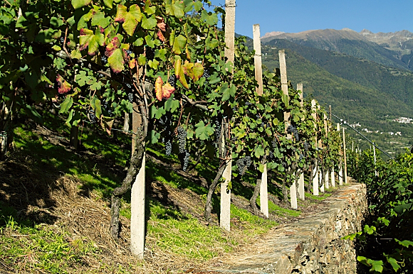 Uva e vigne sulla Costiera dei Cech