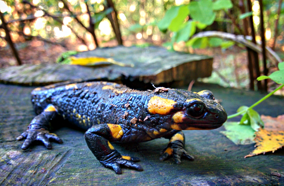 Una salamandra nei boschi di Dazio