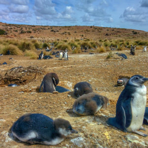 I pinguini di Cabo Dos Bahias vicino a Camarones, Patagonia