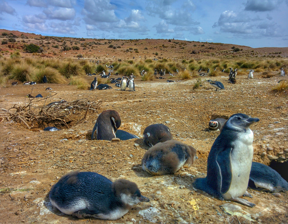 I pinguini di Cabo Dos Bahias vicino a Camarones, Patagonia
