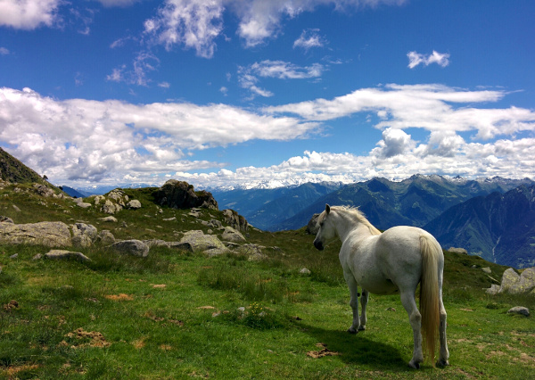 Alpe Visogno a 2000 m