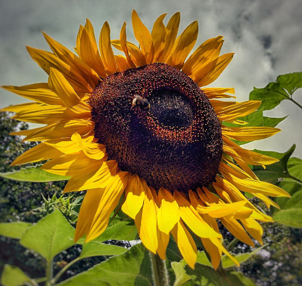 Girasole BB Costiera dei Cech