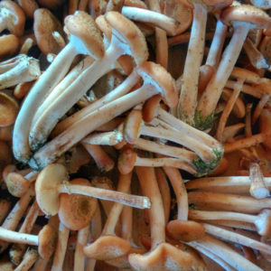 Funghi, bacche, radici e noci. Cibi selvatici della Costiera dei Cech.