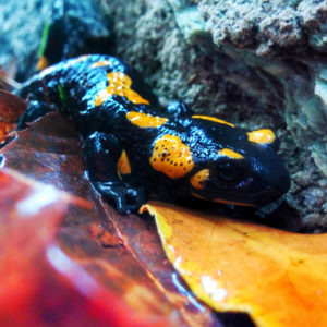 Salamandre, funghi e noci. 4 fotografie autunnali