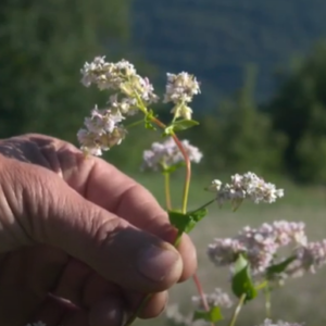 La filiera del grano saraceno in Valtellina, Video