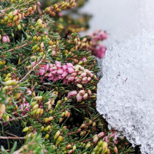 Prima dell'inverno. Sole caldo neve e freddo. In 4 fotografie.