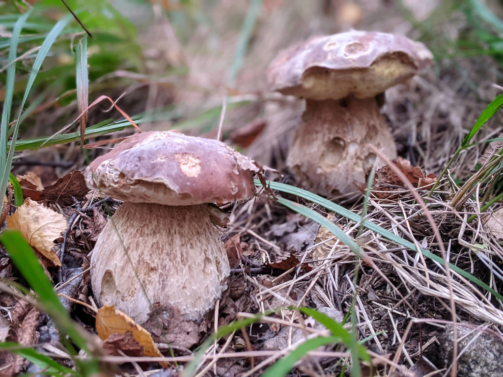 10 fotografie di funghi autunnali.