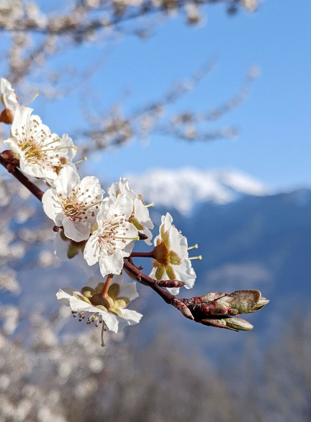 Finisce l'inverno ed incomincia la primavera. 10 fotografie.