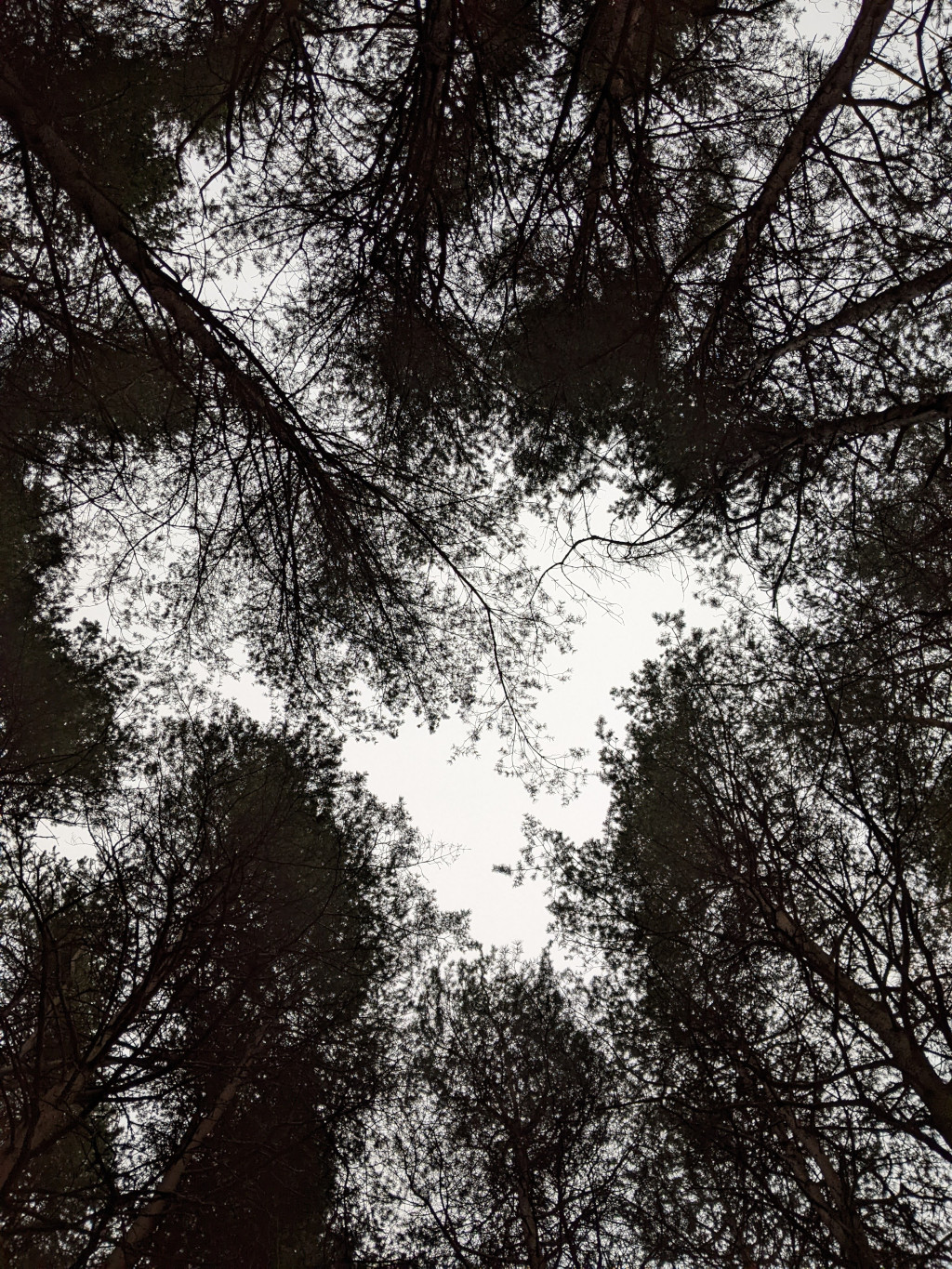 Una fata nel bosco